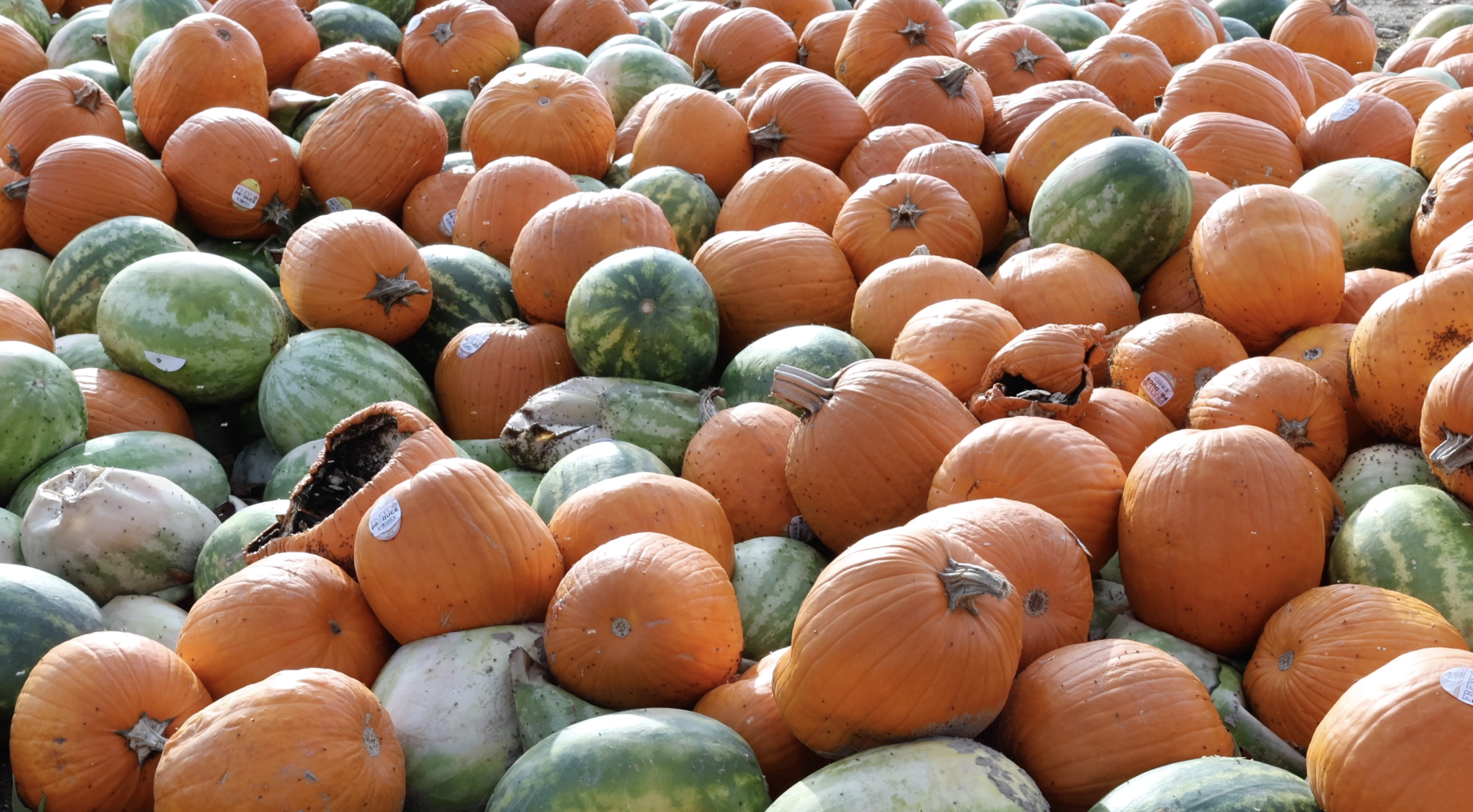 Pumpkins and Watermelons